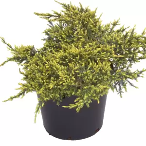 Juniperus squamata 'Holger' 6L - image 1