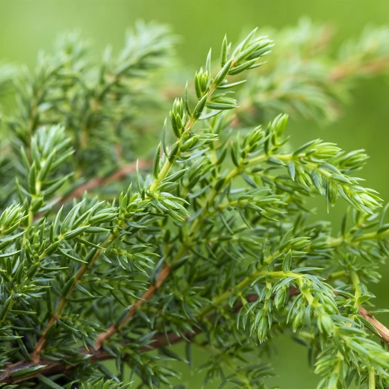 Juniperus squamata 'Holger' 1L - image 1