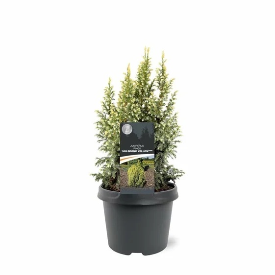 Juniperus pingii 'Hulsdonk Yellow' 3L - image 3