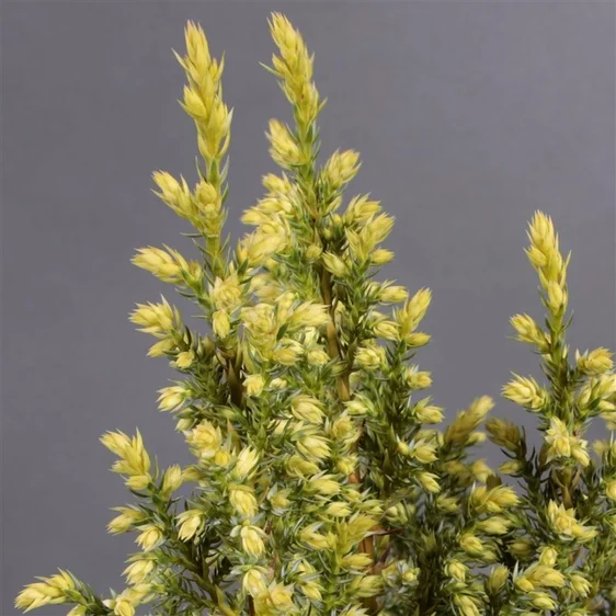 Juniperus pingii 'Hulsdonk Yellow' 7L - image 1