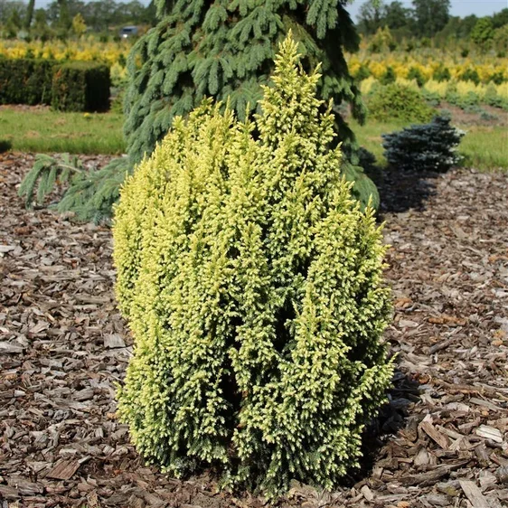 Juniperus pingii 'Hulsdonk Yellow' 7L - image 2