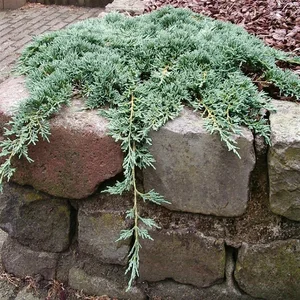 Juniperus horizontalis 'Icee Blue' 3L - image 1