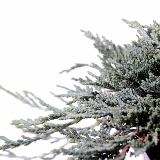 Juniperus horizontalis 'Icee Blue' 4.6L - image 2