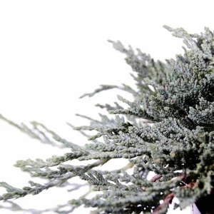 Juniperus horizontalis 'Icee Blue' 3L - image 2