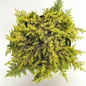Juniperus communis 'Lemon Carpet' 1L - image 1