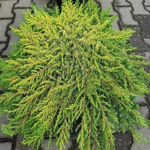 Juniperus communis 'Lemon Carpet' 3L - image 2