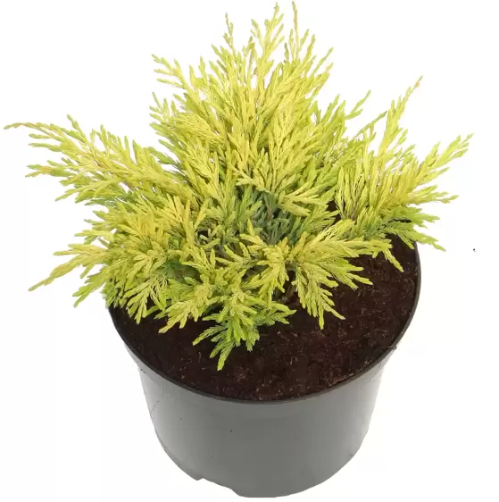 Juniperus horizontalis 'Lime Glow' 1L