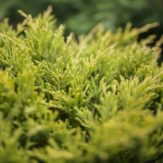 Juniperus horizontalis 'Lime Glow' 1L - image 1
