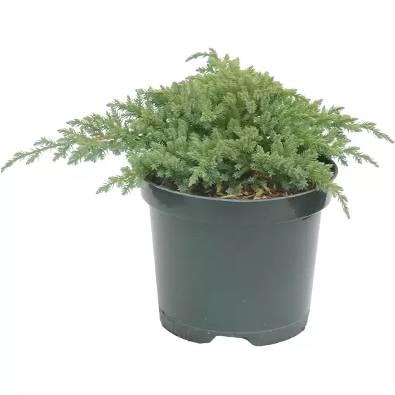 Juniperus squamata 'Little Joanna' 1L