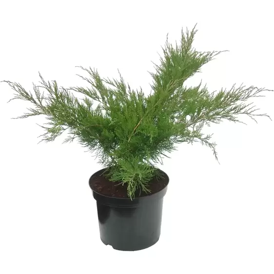 Juniperus x media 'Mint Julep' 1L
