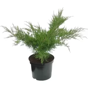 Juniperus x media 'Mint Julep' 3L