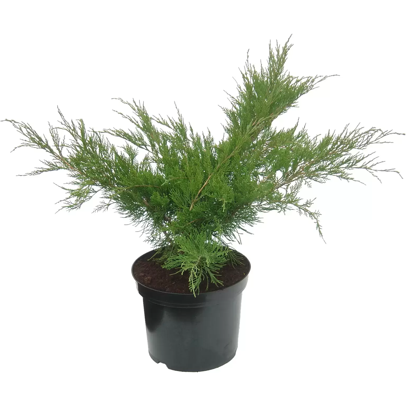 Juniperus x media 'Mint Julep' 3L Cowell's Garden Centre Woolsington