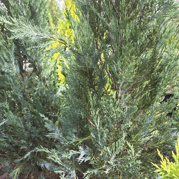 Juniperus scopulorum 'Moonglow'