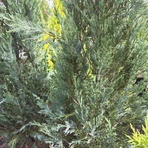 Juniperus scopulorum 'Moonglow'