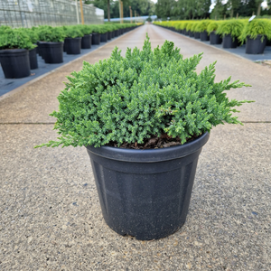 Juniperus procumbens 'Nana' 8L - image 2