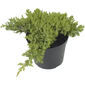 Juniperus procumbens 'Nana' 8L - image 1