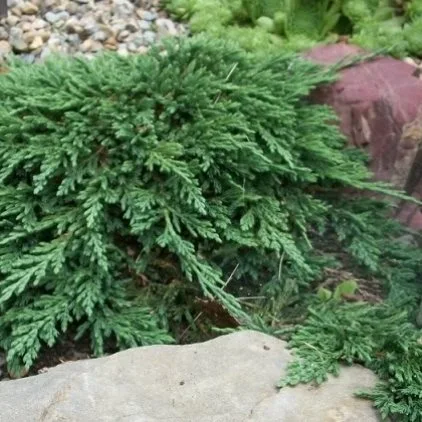 Juniperus horizontalis 'Pancake' - image 1