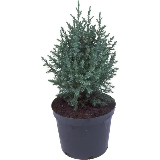 Juniperus chinensis 'Pyramidalis' 1L