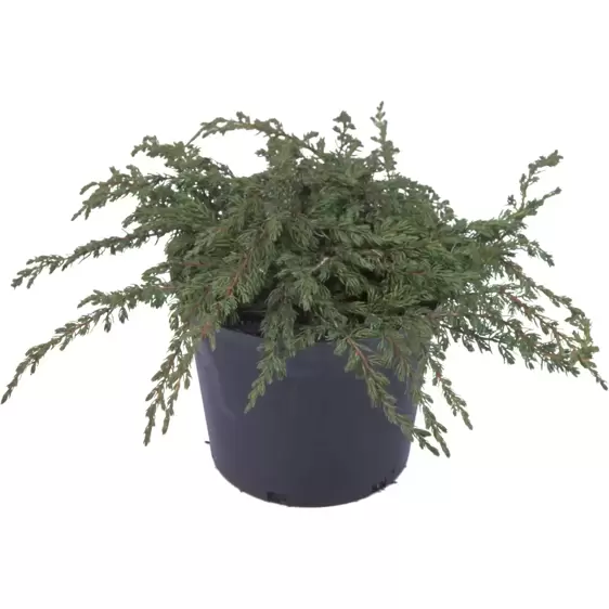 Juniperus communis 'Repanda' 3L