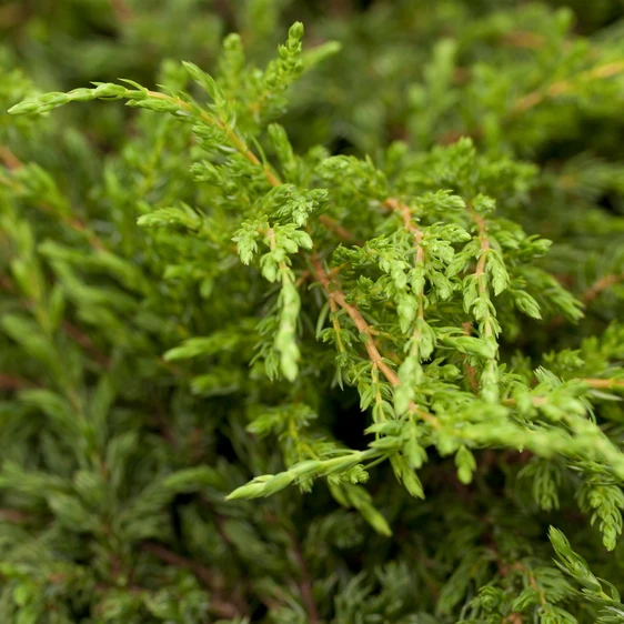 Juniperus communis 'Repanda' 1L - image 1