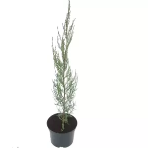 Juniperus scopulorum 'Skyrocket' 1L
