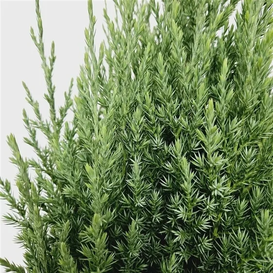 Juniperus chinensis 'Stricta' 3L - image 1