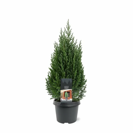 Juniperus chinensis 'Stricta' 3L - image 2
