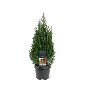Juniperus chinensis 'Stricta' 3L - image 2