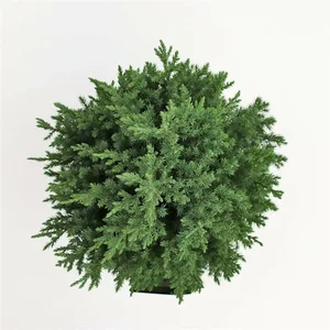 Juniperus chinensis 'Stricta' 2.3L - image 2
