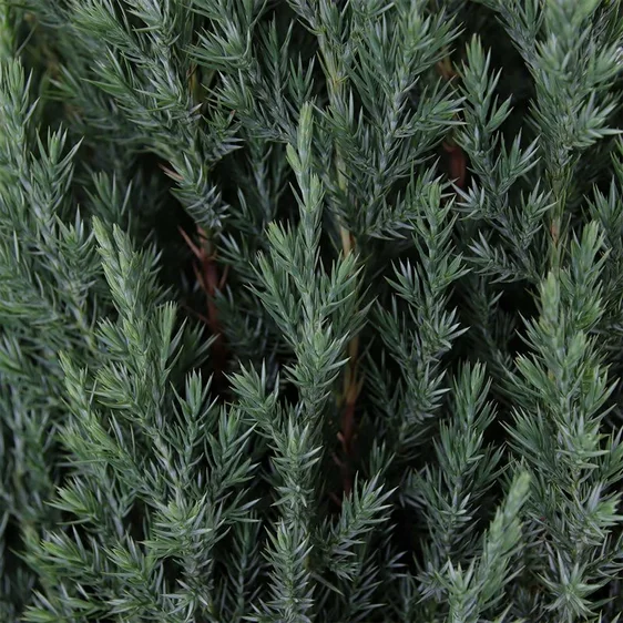 Juniperus chinensis 'Stricta' 6L - image 2