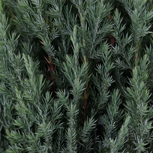 Juniperus chinensis 'Stricta' 6L - image 2