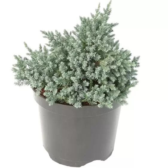 Juniperus squamata 'Tropical Blue' 3L