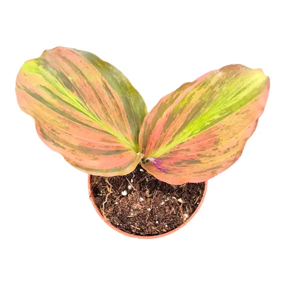 Kaempferia pulchra 'Pink Variegata' - image 1