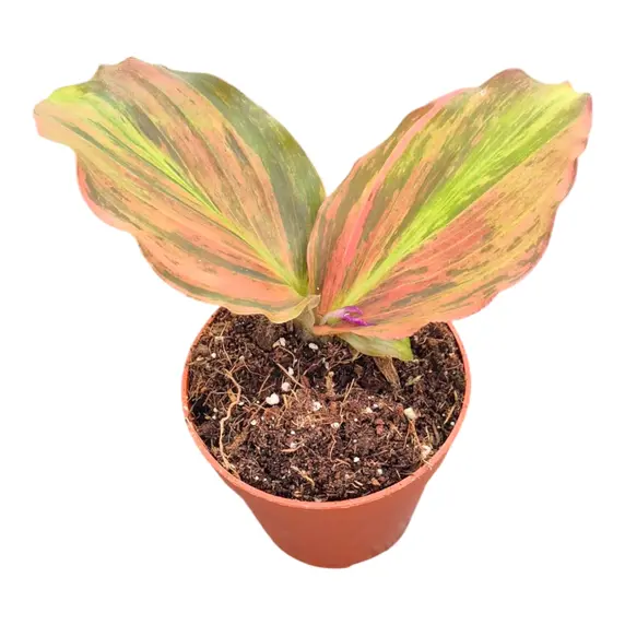 Kaempferia pulchra 'Pink Variegata' - image 2