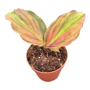 Kaempferia pulchra 'Pink Variegata' - image 2
