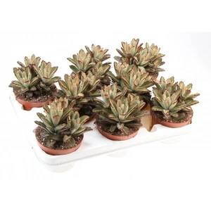 Kalanchoe tomentosa 'Aida'