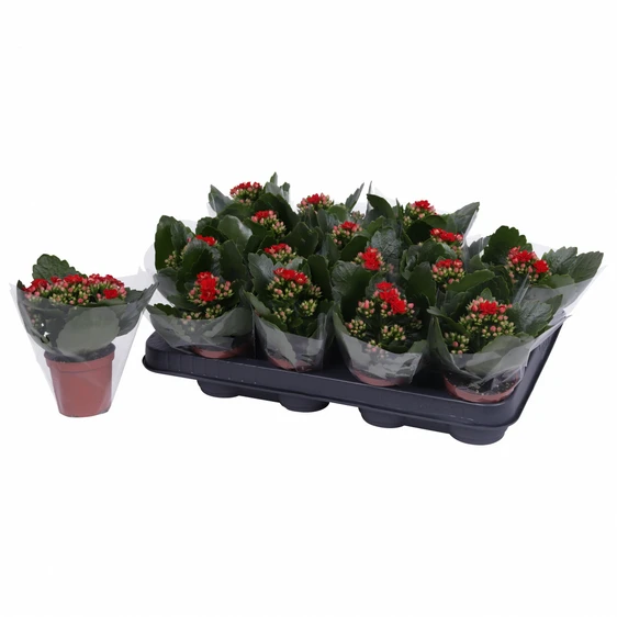 Kalanchoe 'Calandiva Red'