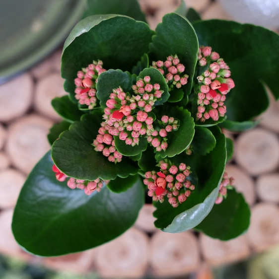 Kalanchoe 'Calandiva Secret Red'