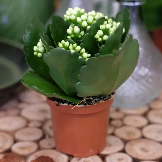 Kalanchoe 'Calandiva White' 7cm - image 2