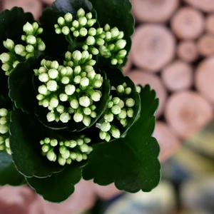 Kalanchoe 'Calandiva White'