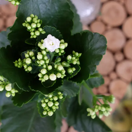 Kalanchoe 'Calandiva White' 10.5cm