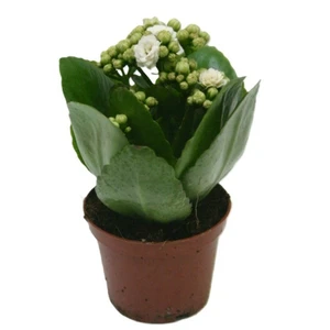 Kalanchoe 'Calandiva White' 7cm