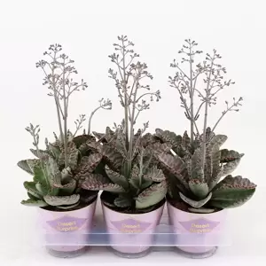 Kalanchoe 'Desert Surprise' 14cm - image 2