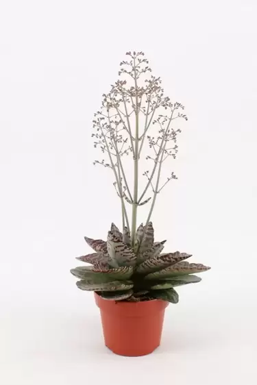 Kalanchoe 'Desert Surprise' 14cm - image 3