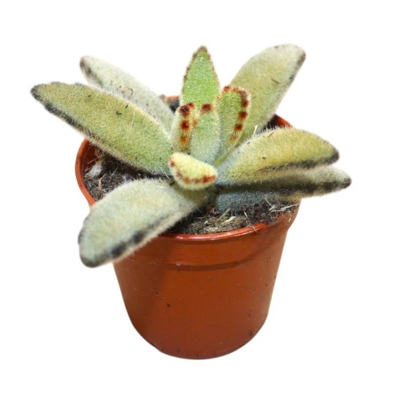 Kalanchoe tomentosa 'Golden Girl'