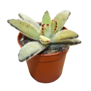 Kalanchoe tomentosa 'Golden Girl'