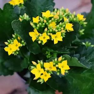 Kalanchoe 'Yellow' - image 1