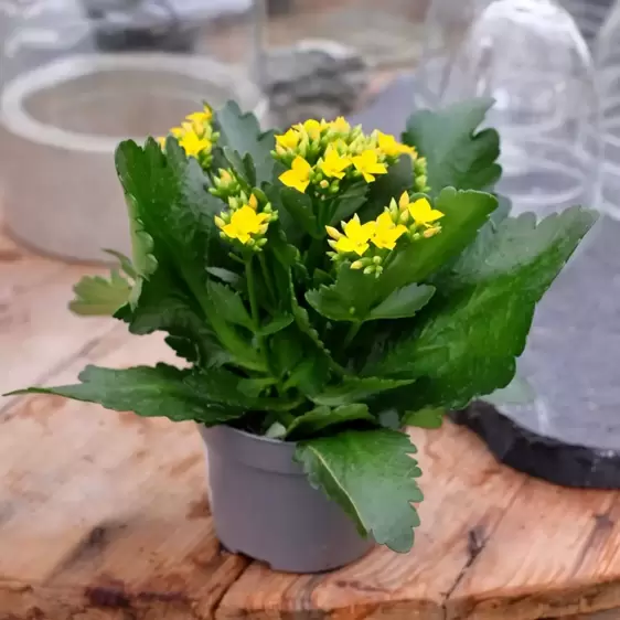 Kalanchoe 'Yellow' - image 2