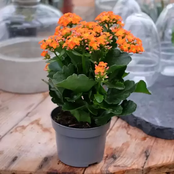 Kalanchoe 'Orange' - image 2