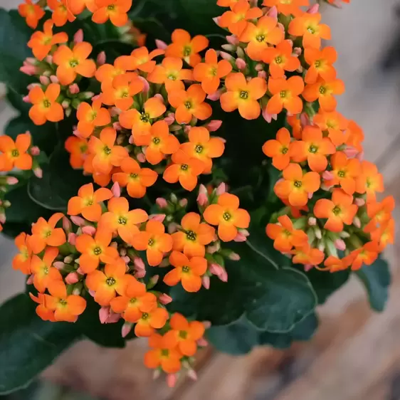 Kalanchoe 'Orange' - image 1